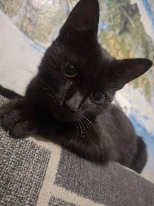 Срочно,отдам котика в добрые руки