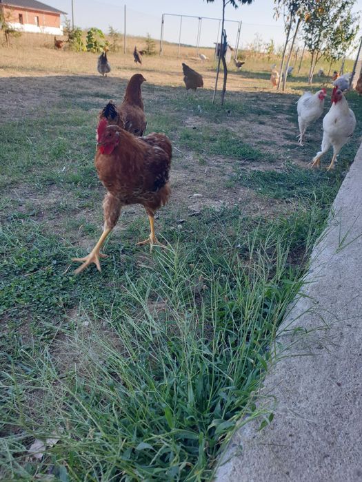 Cocoși de vanzare