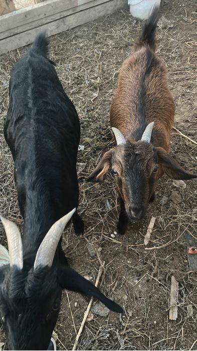 Альпийский ешкілер сатылады