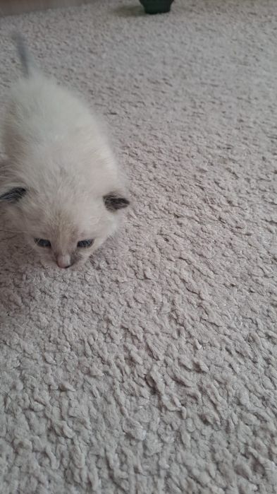 Отдам котенка в добрые руки