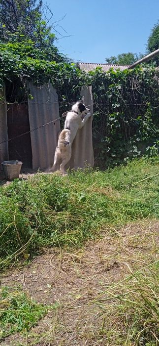 Адамм  соббакууу