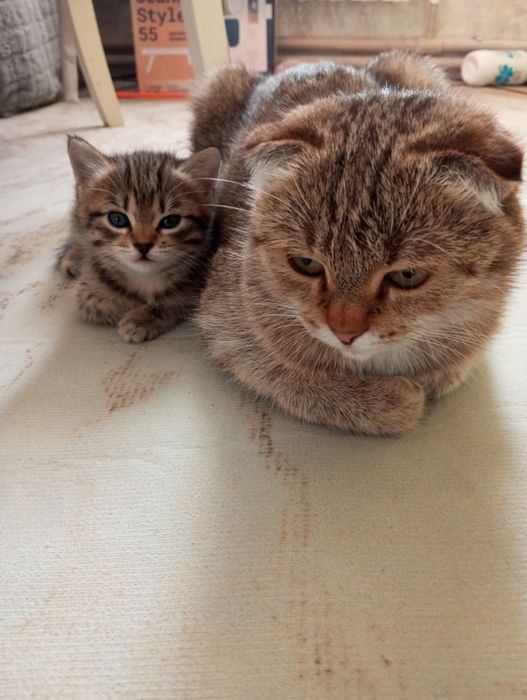 Отдам даром котенка