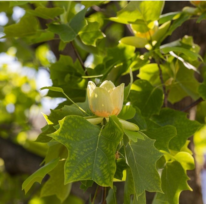 Pomi Ornamentali (Arborele De Lalea )la ghiveci
