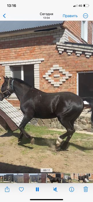 Продам коня француза