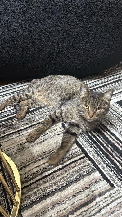 Найдена кошка девочка