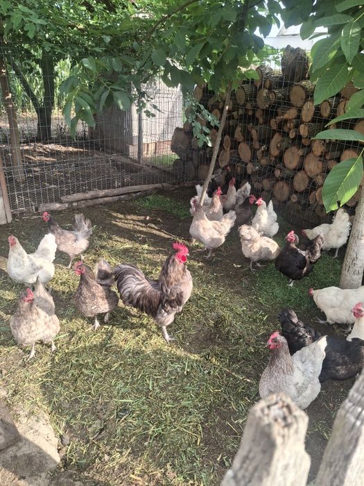 Vând cocoși și cocoși de un an