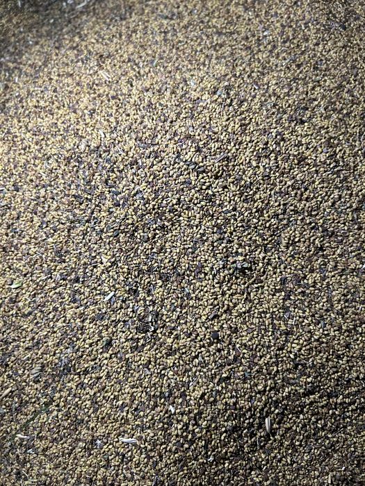 Vând sămânță de lucernă