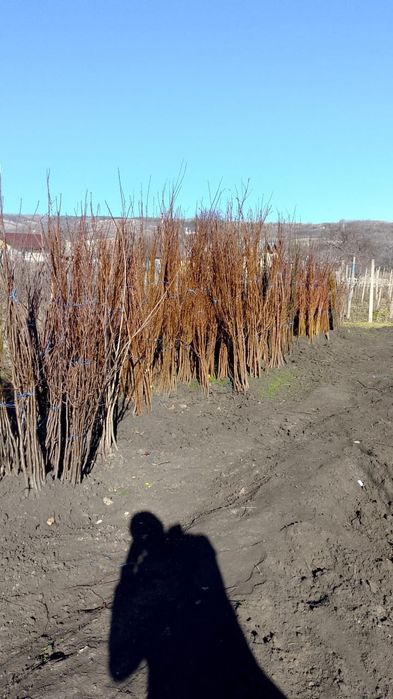 Pomi fructiferi anul 3