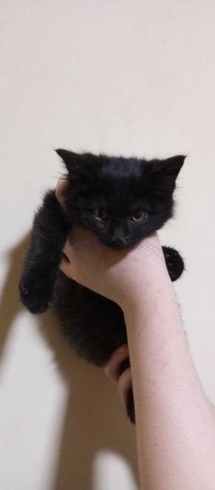 Красивые ласковые котята, 3 месяца