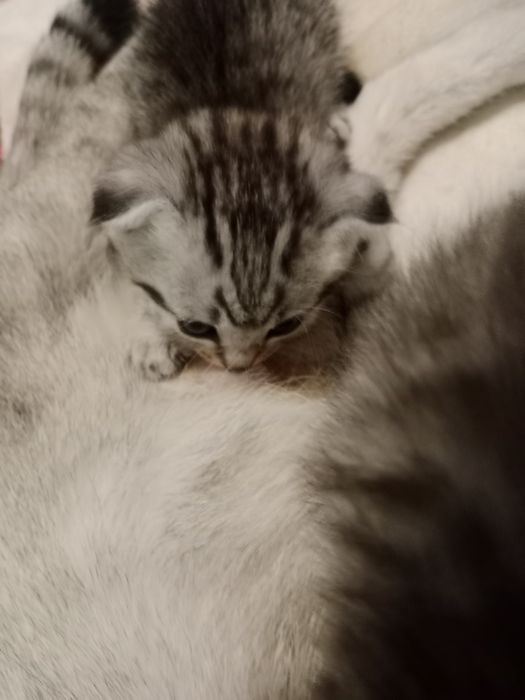Котята шотландские