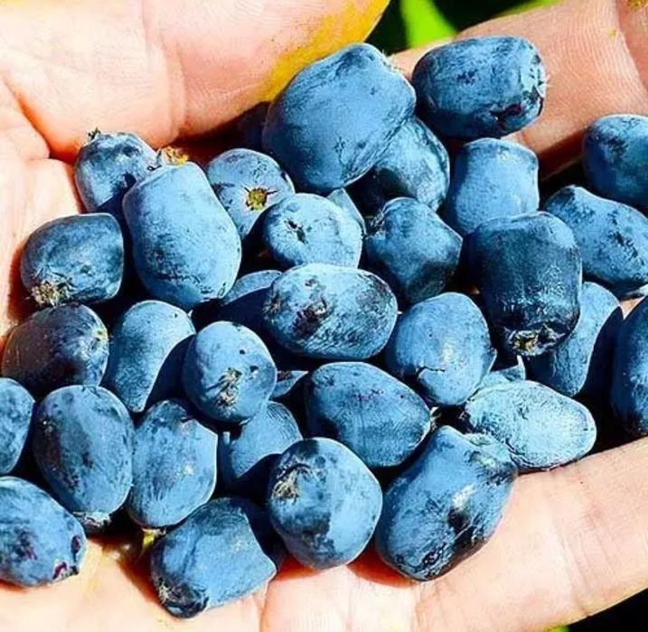 Жимолость jimolost