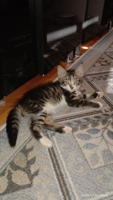 Отдам котята в добрые руки