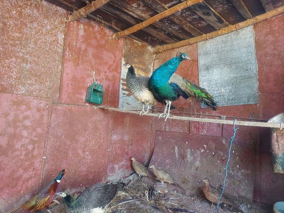 Промысловые фазаны