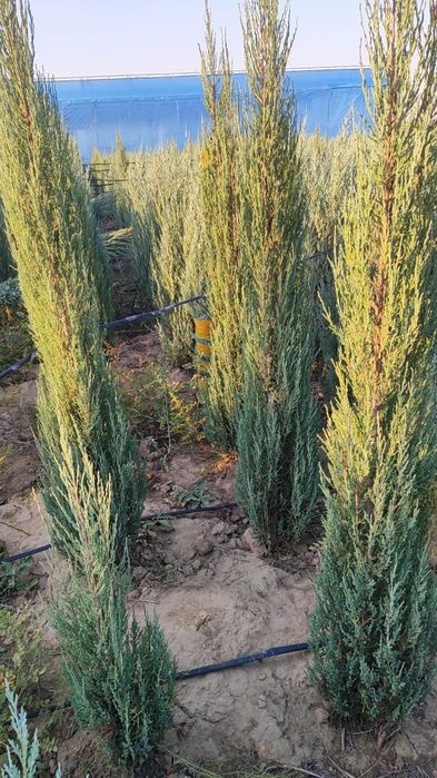 Маживельники блюаро