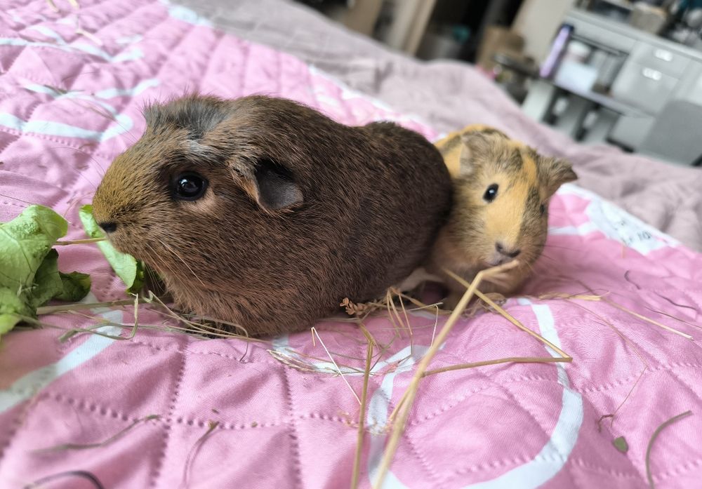 СПЕШНО Две морски свинчета и клетка