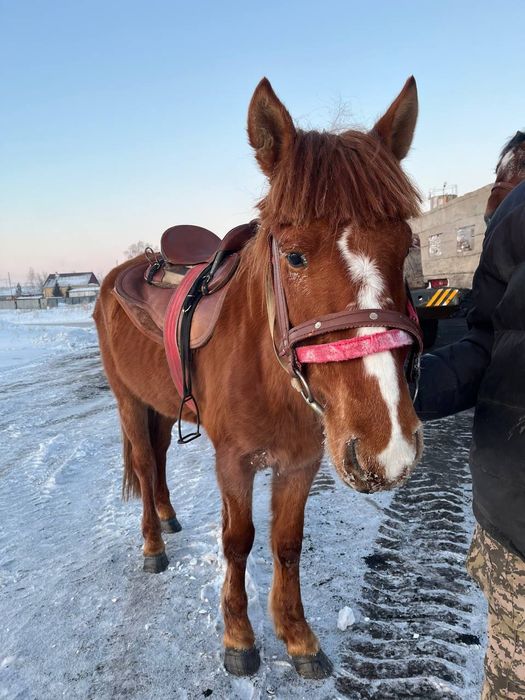 Жылкы,мінгі біледі