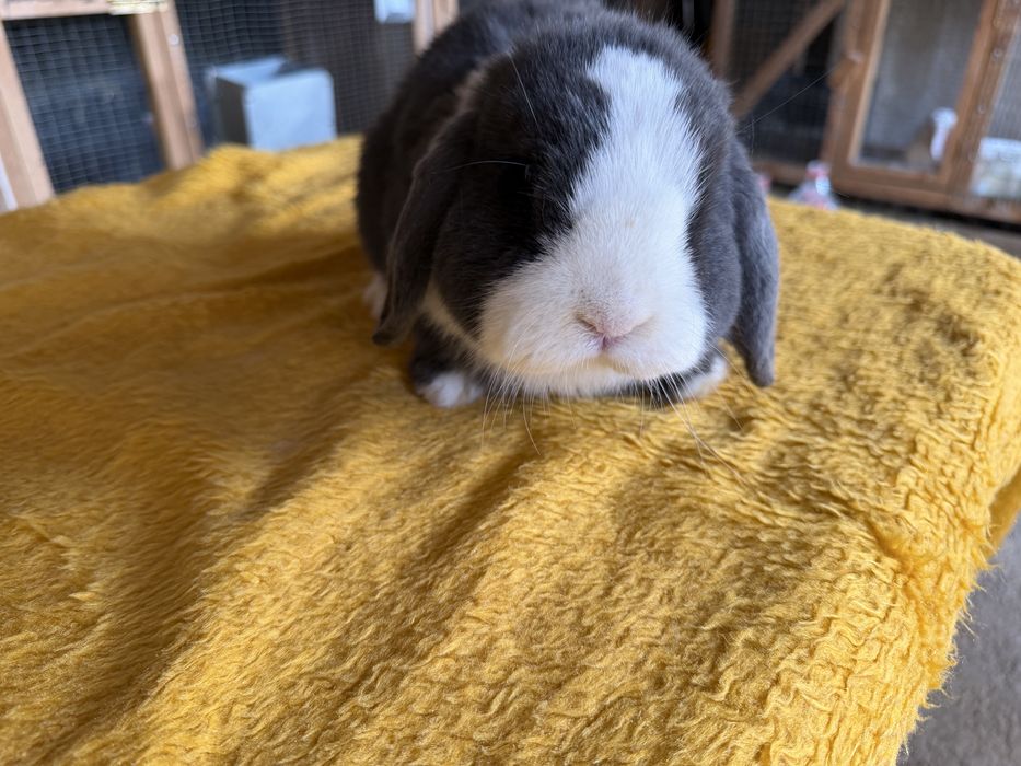 Минилоп сплинт куён quyon