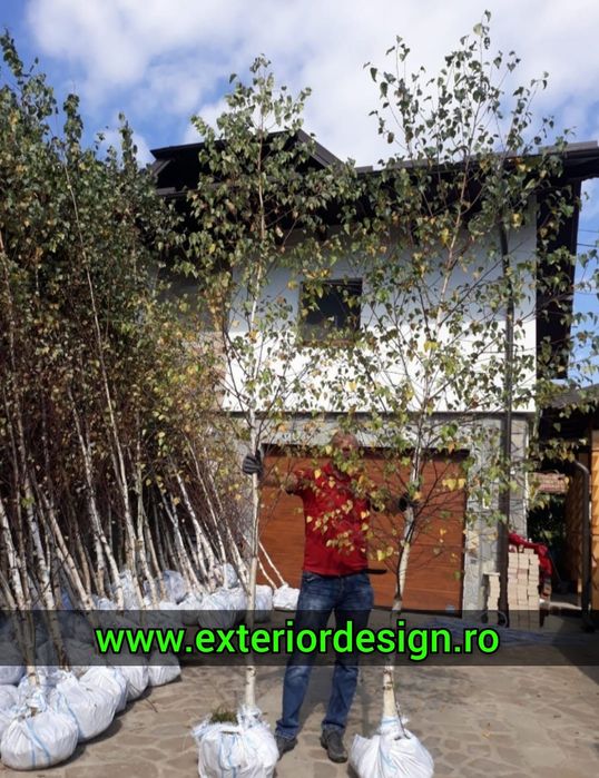 Mesteacăn mutitulpinar sau cu o singura tulpina, tei argintiu, Platani