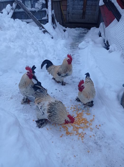 Vând cocoși de liliput