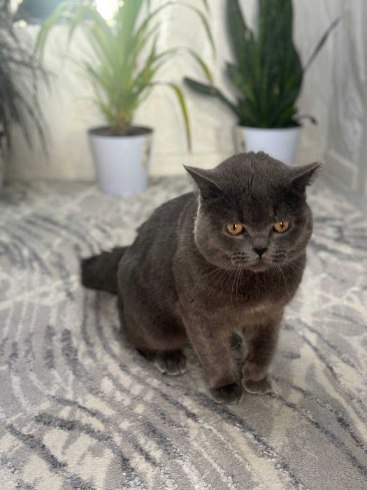 ВЯЗКА! Элитный, Крупный Британский кот —ОЧЕНЬ много котят по Ташкенту!