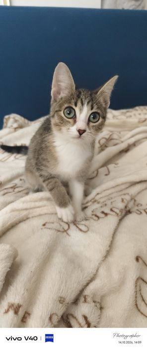 Мальчик котенок возраст 2мес девочка котенок