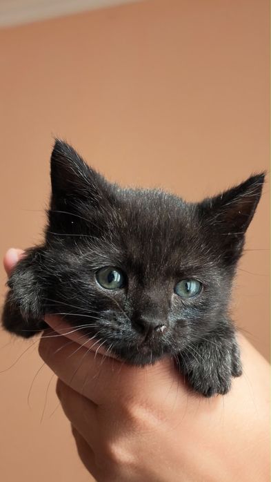 Котенок,Мальчик,1.5 месяца