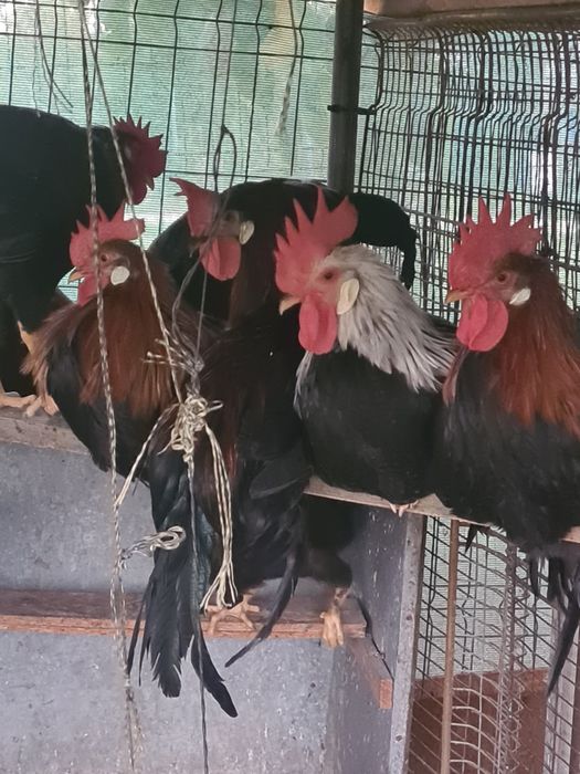 Cocosi tineri  italiene potarnichiu  perlat și argintiu