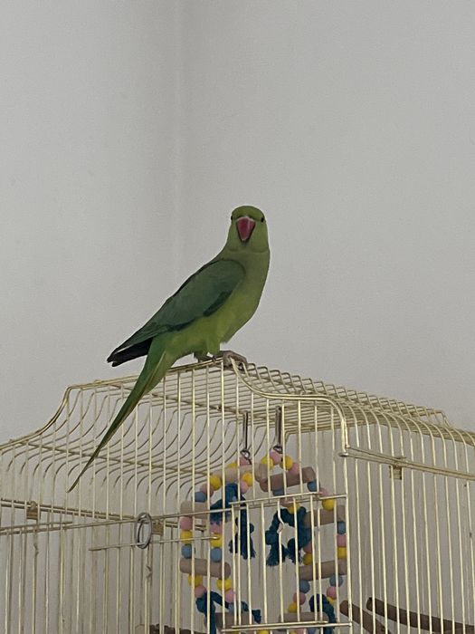 Ожерелевый попугай не ручной 6 месяцев