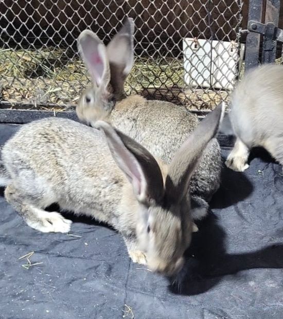 Iepuri uriasi german