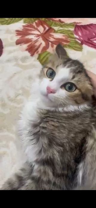 Котик в добрые руки