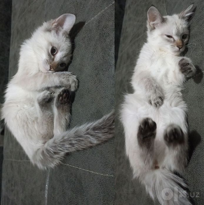 Тайская сиамская кошка/ Линкс-пойнт.