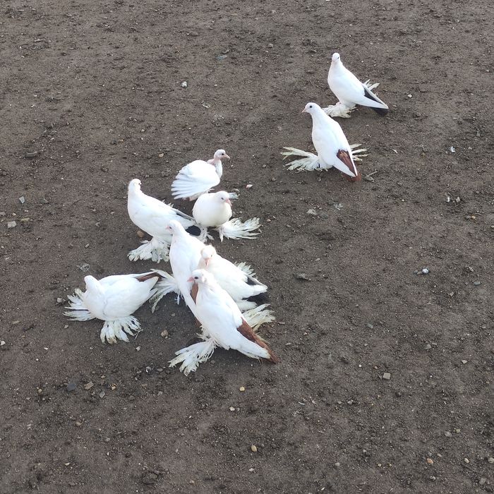 Голуби северокавказские