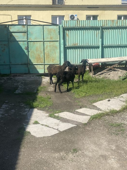 Семіз тұсақ қойлар