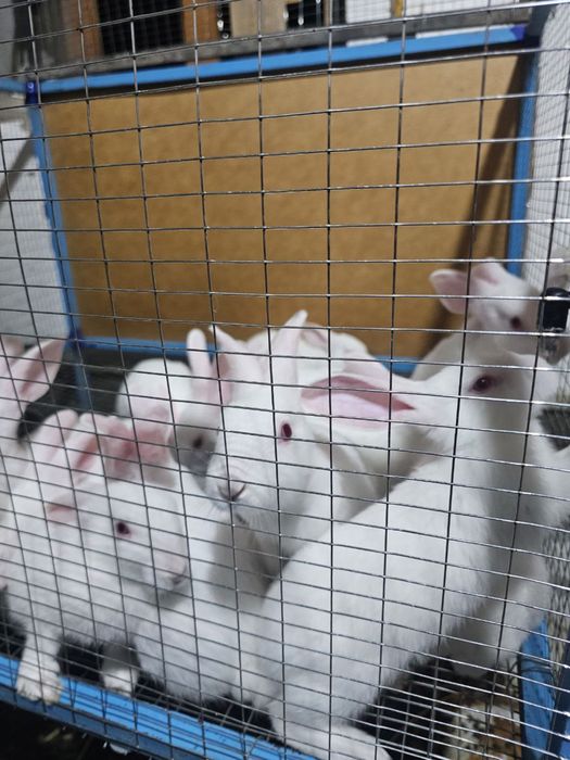 Quyon хикол кролики