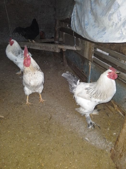 Қораздар   биылғы