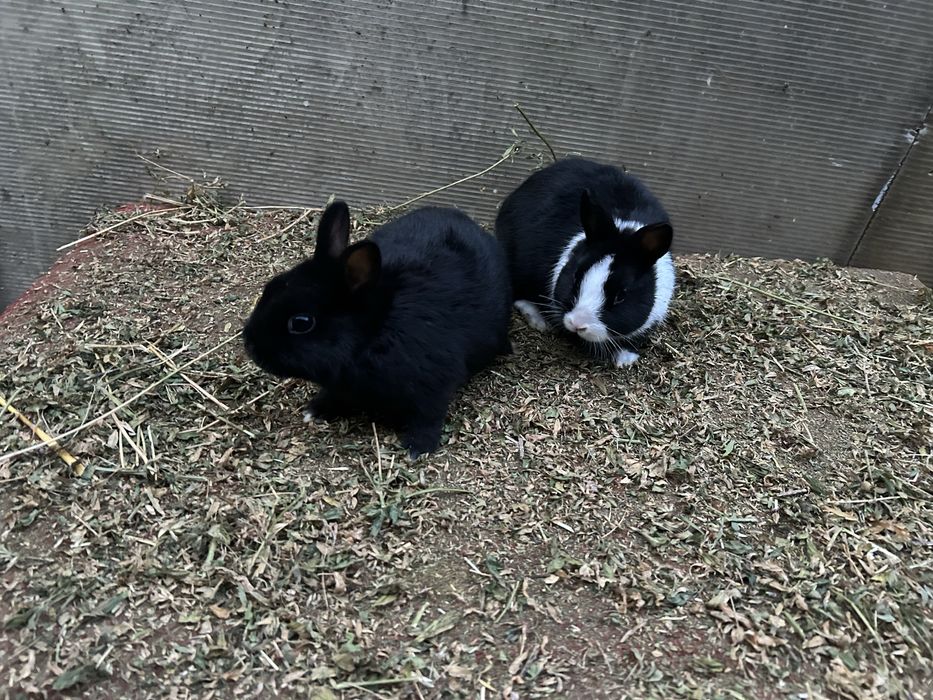 Iepuri pitici ( dwarf hotot)