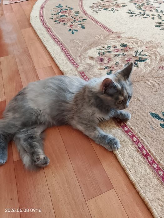 Кошечка в хорошие руки
