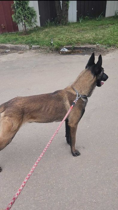 Mascul Ciobanesc Belgian Malinois cu pedigree PCI