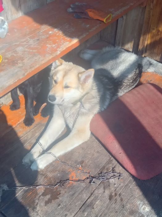 Продам девочку породистую