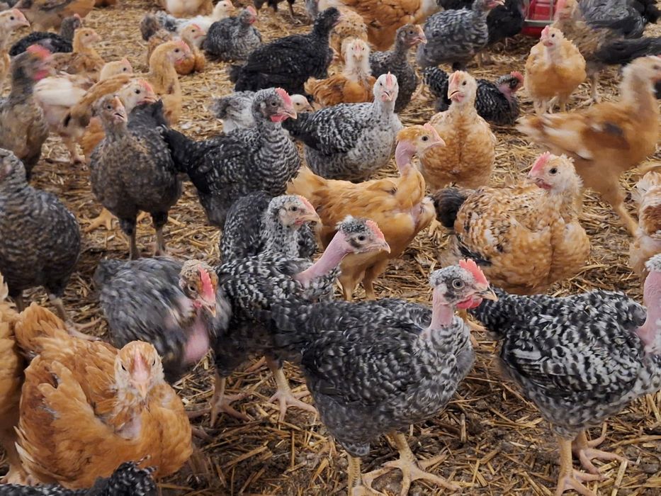 Pui colorați/roșii/pestriți-rasă mixta de vânzare