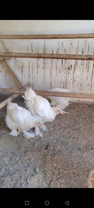 Продам Брамы Цыплята.