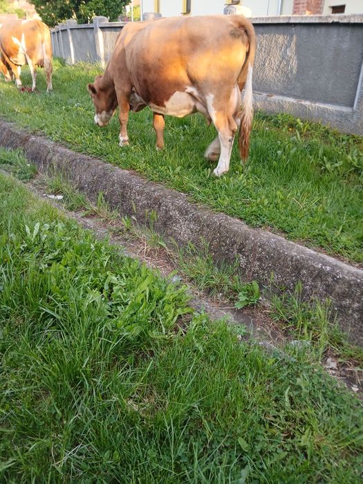 Vând vaca cu vițel