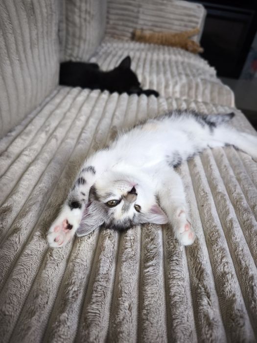 Puiuți adorabili pentru adopție