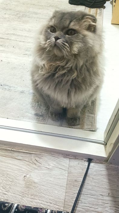 Сотилади  мушук домашний