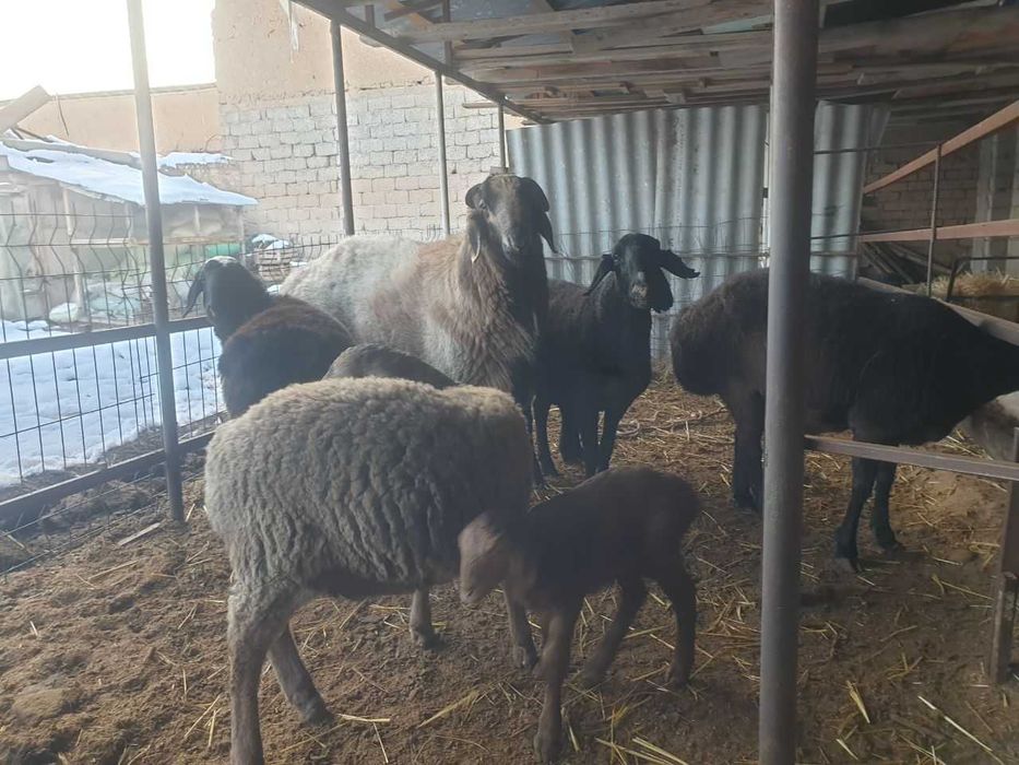 Йирик куйлар сотилади