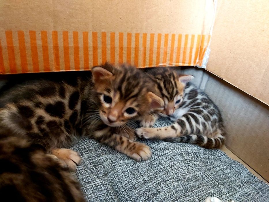 Тигрята- БЕНГАЛЫ!