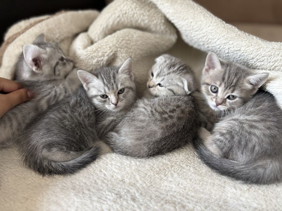 Шотландские котята