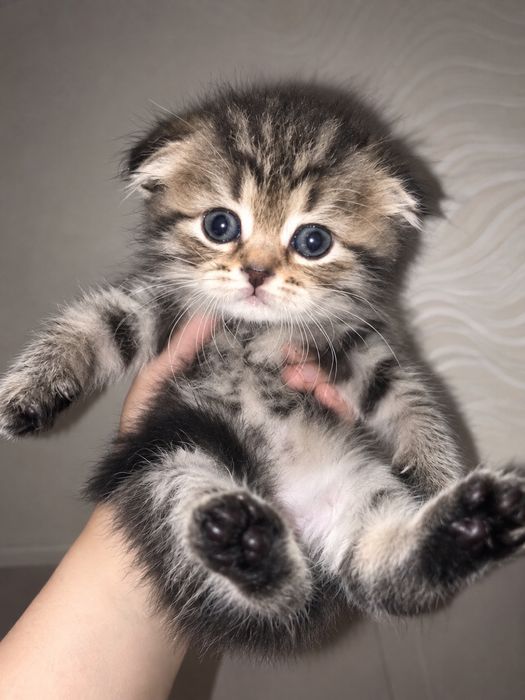 вислоухий котенок