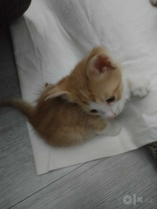 Отдам котят в добрые руки