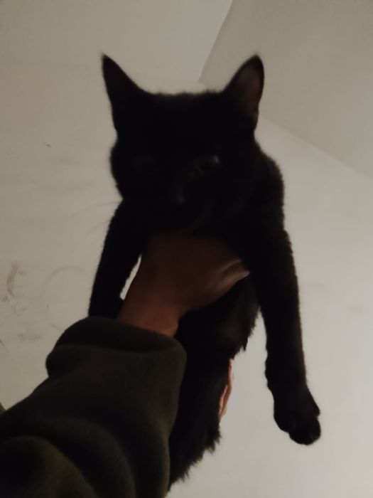Бесплатно отдадим котёнка